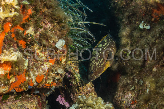 black grouper fish
