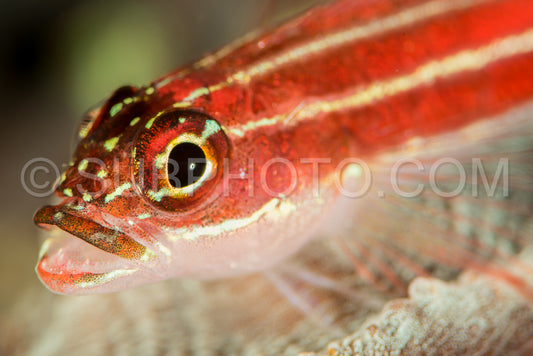 striped triplefin on a reef
