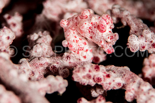 pygmy seahorse hippocampus bargibanti on a sea fan