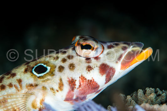 latticed sandperch fish on a coral reef