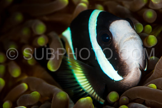 Photo de clark anemonefish clownish