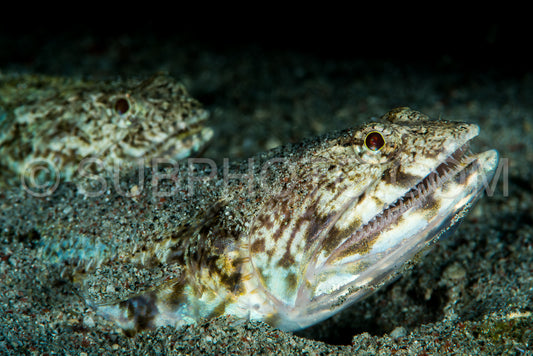 two clearfin lizardfish hidden under the sand