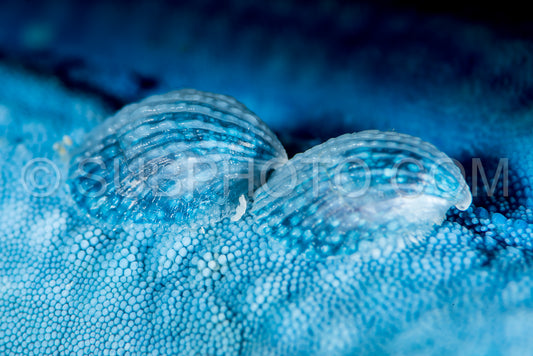 two microscopic blue seashell on a blue sea star