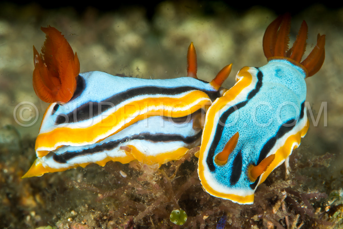 Photo de accouplement de deux nudibranches chromodoris annae Bergh