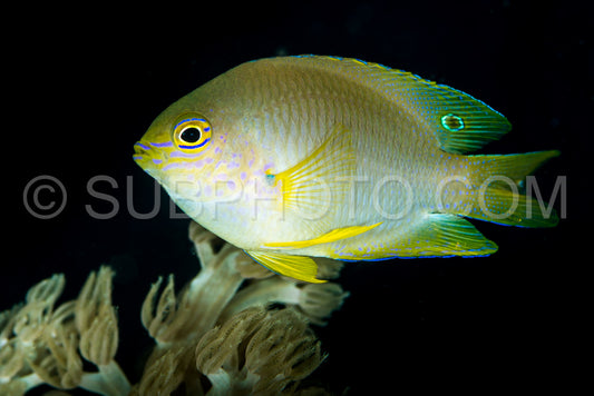 juvenile wedgespot damsel damselfish