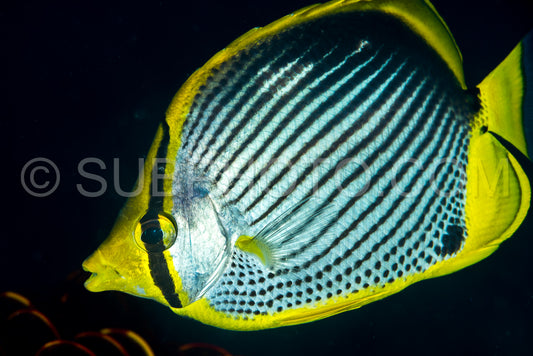 black-backed butterflyfish fish