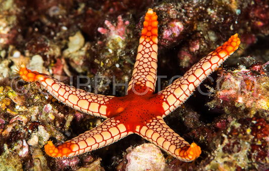 noduled sea star