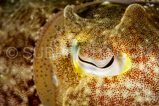broadclub cuttlefish eye closeup