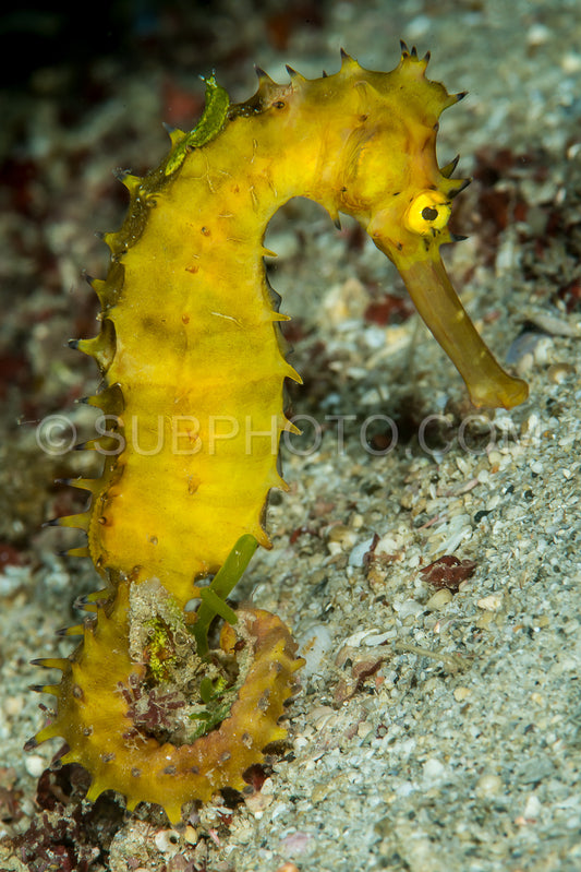 thorny seahorse with a small greenish nudibranch riding its back