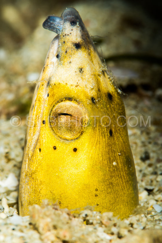 Photo de Anguille serpentaire à nageoires noires dans le sable