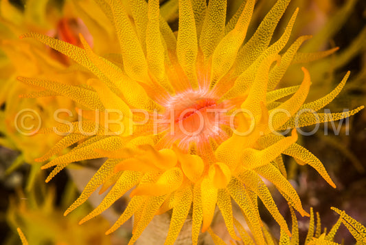 closeup of a orange polyp on a coral reef