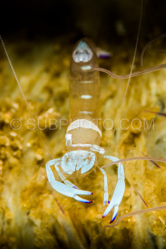 magnificent anemone shrimp