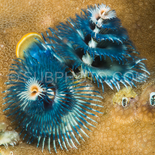 Spirobranchus giganteus- commonly known as Christmas tree worms- are tube-building polychaete worms belonging to the family Serpulidae