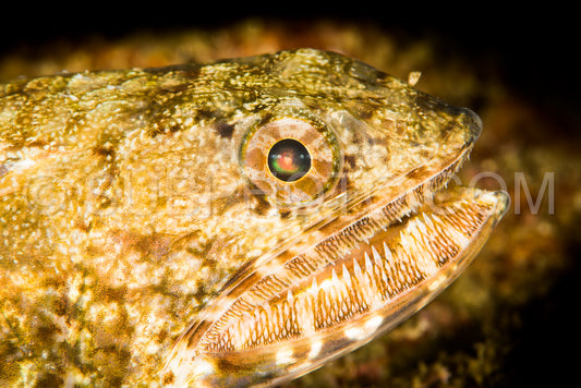 clouded lizardfish head closeup