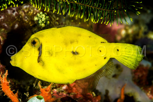waxy filefish and crinoid