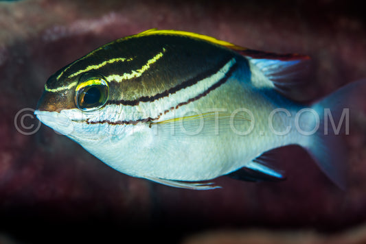 Photo de brème monocle bridée