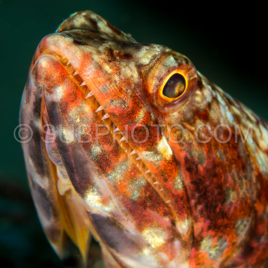 reef lizardfish head closeup