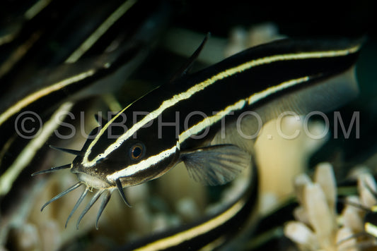 schooling of juvenile coral catfish or striped eel catfish or saltwater catfish