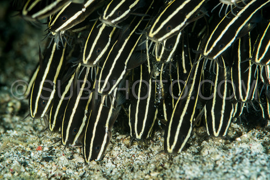 schooling of juvenile coral catfish or striped eel catfish or saltwater catfish