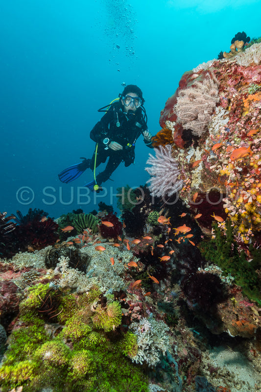 woman scuba diving on a tropical reef