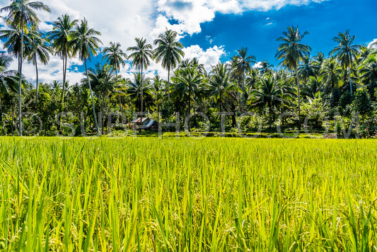 green rice field in Mindoro- Philippines
