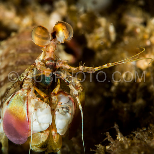 short beak mantis shrimp