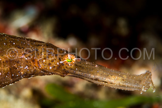 robust ghost pipefish head closeup