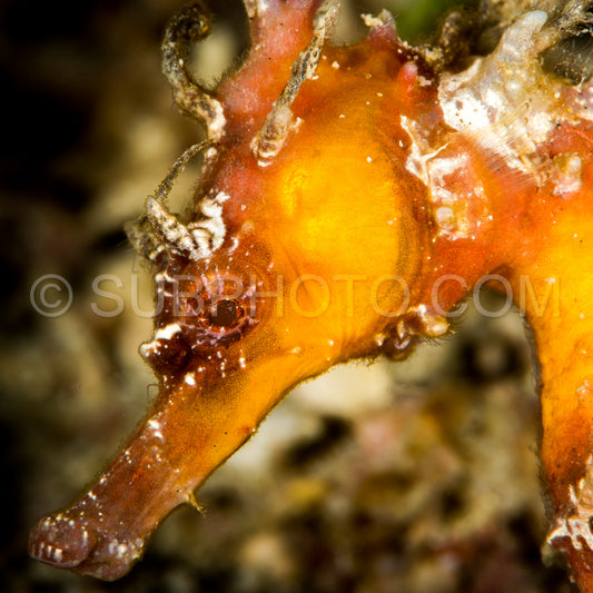 unknwn specy of seahorse