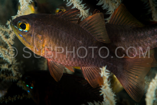 yellow eye cardinalfish closeup
