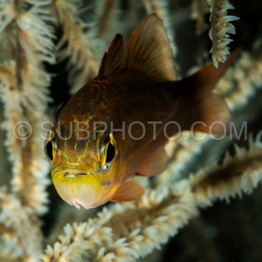 yellow eye cardinalfish closeup