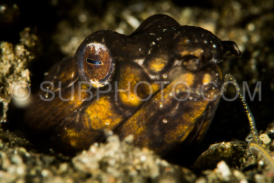 spotted snake ell