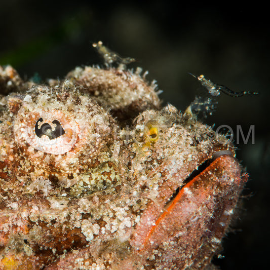 juvenile tasseled scorpionfish head closeup with shrimp