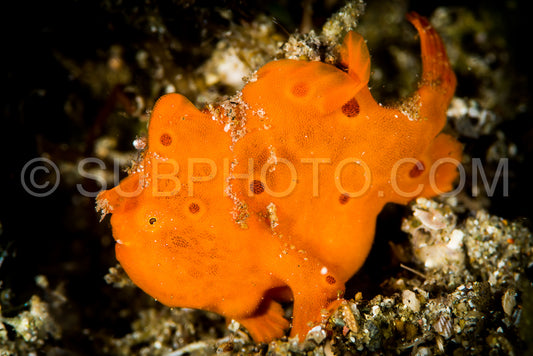juvenile painted frogfish closeup