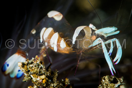 Photo de crevette anémone magnifique