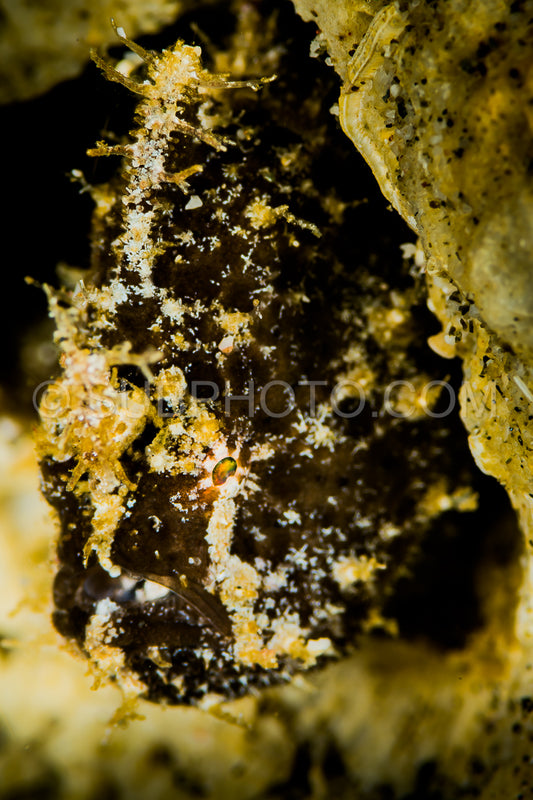 black freckled frogfish