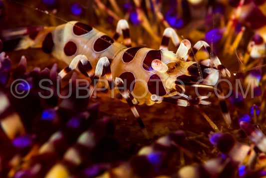 Photo de Crevette Coleman dans un oursin de feu