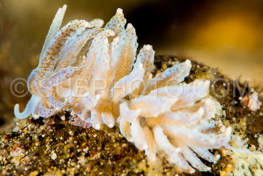 nudibranch sea slug favorinus japonicus baba