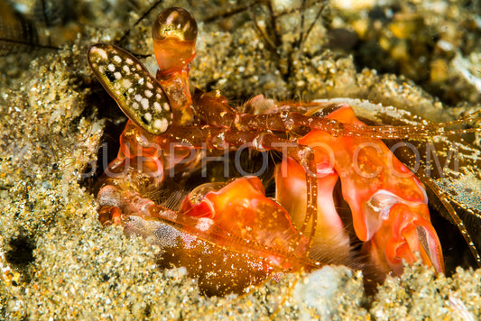 lisa mantis shrimp