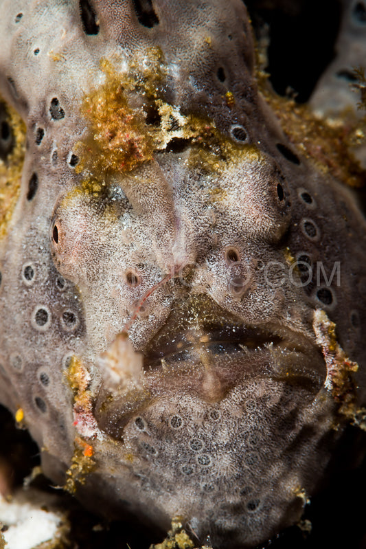painted frogfish closeup