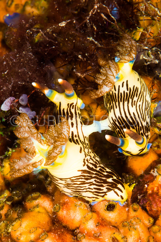 two nudribranch nembrotha lineolata bergh mating