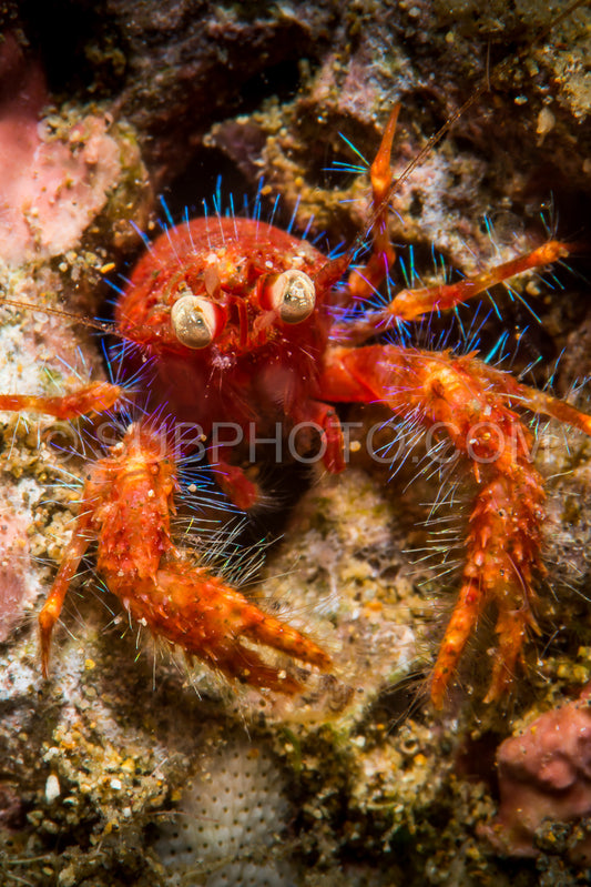 Olivar's squat lobster- a bug-eyed crab in Anilao- Philippines