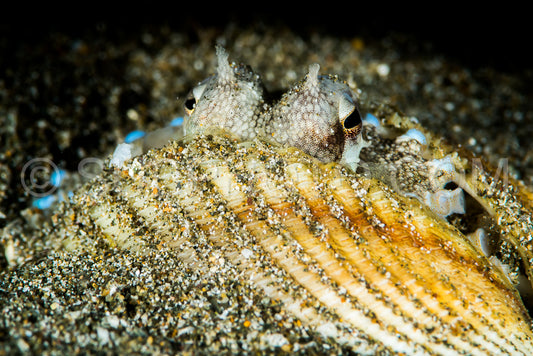 coconut octopus in its protective shell on a sandy bottom