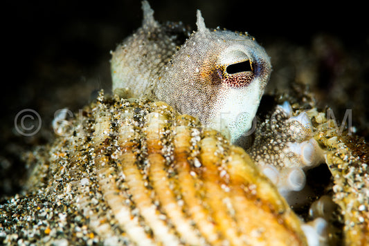 coconut octopus in its protective shell on a sandy bottom