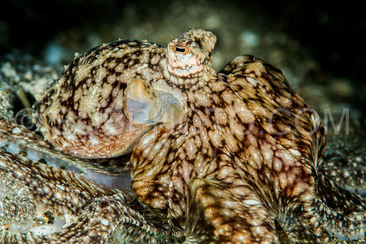 marbled octopus on sand