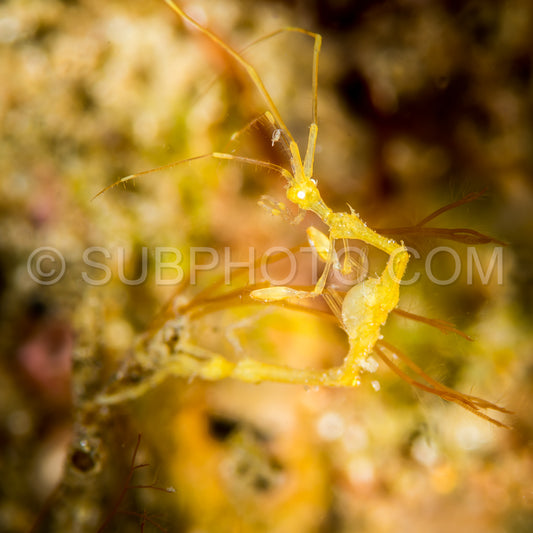 Skeleton shrimp