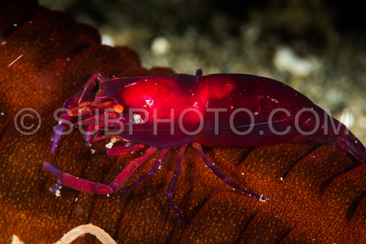 undetermined snapping shrimp over a sea cucumber
