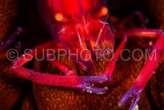 undetermined snapping shrimp over a sea cucumber