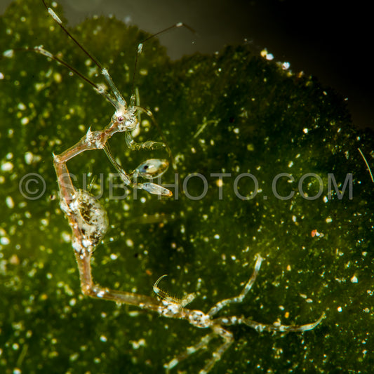 Skeleton shrimp closeup