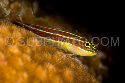 striped triplefin on hard coral
