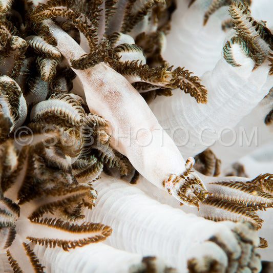 xenia shrimp in soft coral
